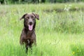 Chocolate Labrador Retreiver mixed breed dog