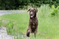 Chocolate Labrador Retreiver mixed breed dog