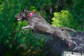 Chocolate labrador retriever in action 2 Royalty Free Stock Photo