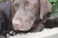 Chocolate Labrador Retriever. Brown Lab photography. Labrador Puppy in close-up. Royalty Free Stock Photo