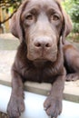 Chocolate Labrador Retriever. Brown Lab photography. Labrador Puppy in close-up. Royalty Free Stock Photo