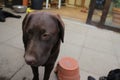 Chocolate Labrador Retriever. Brown Lab photography. Labrador Puppy in close-up. Royalty Free Stock Photo