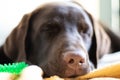 Chocolate Labrador Retriever Dog Royalty Free Stock Photo