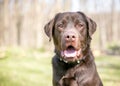 A Chocolate Labrador Retriever dog with a happy expression Royalty Free Stock Photo