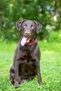 A Chocolate Labrador Retriever dog sitting outdoors and panting Royalty Free Stock Photo