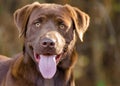 Chocolate Labrador Retriever Dog Royalty Free Stock Photo