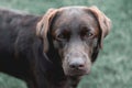 Chocolate labrador retriever on a green background. Royalty Free Stock Photo