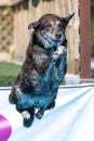 Chocolate Labrador Retriever jumping into a pool