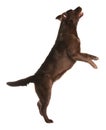 Chocolate labrador retriever jumping Royalty Free Stock Photo