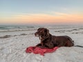 Chocolate labrador retriever laying on white sand beach and observing nature at sunrise along the Gulf of Mexico.