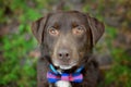 Chocolate labrador retriever at the park whith green background Royalty Free Stock Photo