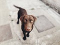 Chocolate Labrador Retriever portrait Royalty Free Stock Photo