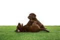 Chocolate Labrador Retriever puppies Royalty Free Stock Photo