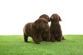 Chocolate Labrador Retriever puppies on grass against white background Royalty Free Stock Photo