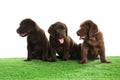 Chocolate Labrador Retriever puppies on grass against white background Royalty Free Stock Photo