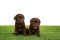 Chocolate Labrador Retriever puppies on green grass Royalty Free Stock Photo