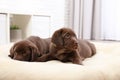 Chocolate Labrador Retriever puppies on pet pillow Royalty Free Stock Photo