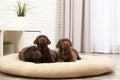 Chocolate Labrador Retriever puppies on pet pillow Royalty Free Stock Photo