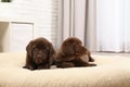 Chocolate Labrador Retriever puppies on pet pillow Royalty Free Stock Photo