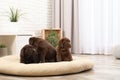 Chocolate Labrador Retriever puppies on pet pillow Royalty Free Stock Photo