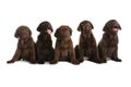 Chocolate Labrador Retriever puppies Royalty Free Stock Photo