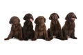 Chocolate Labrador Retriever puppies