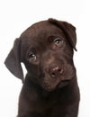 Chocolate labrador retriever puppy