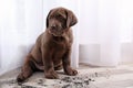 Chocolate Labrador Retriever puppy and dirt on floor Royalty Free Stock Photo