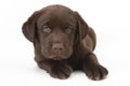 Chocolate labrador retriever puppy with green eyes Royalty Free Stock Photo