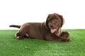 Chocolate Labrador Retriever puppy on green against white background Royalty Free Stock Photo