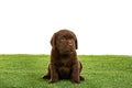 Chocolate Labrador Retriever puppy on green grass against white background Royalty Free Stock Photo