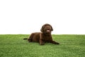 Chocolate Labrador Retriever puppy on green grass Royalty Free Stock Photo