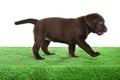 Chocolate Labrador Retriever puppy on green grass Royalty Free Stock Photo