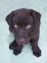 Chocolate labrador retriever puppy looking up Royalty Free Stock Photo