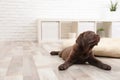 Chocolate Labrador Retriever puppy lying on floor at home Royalty Free Stock Photo