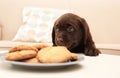 Chocolate Labrador Retriever puppy near plate Royalty Free Stock Photo