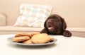 Chocolate Labrador Retriever puppy near plate with cookies indoors Royalty Free Stock Photo