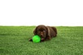 Chocolate Labrador Retriever puppy playing Royalty Free Stock Photo