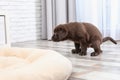 Chocolate Labrador Retriever puppy pooping on floor