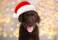 Chocolate Labrador Retriever puppy with Santa hat and Christmas lights on background. Lovely dog Royalty Free Stock Photo