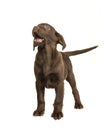 Chocolate labrador retriever puppy standing and looking up isolated on a white background Royalty Free Stock Photo