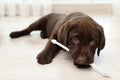 Chocolate Labrador Retriever puppy with tooth brush