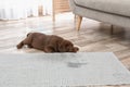 Chocolate Labrador Retriever puppy and wet spot on carpet Royalty Free Stock Photo