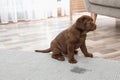 Chocolate Labrador Retriever puppy and wet spot Royalty Free Stock Photo