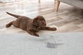 Chocolate Labrador Retriever puppy and wet spot Royalty Free Stock Photo