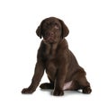 Chocolate Labrador Retriever puppy on background Royalty Free Stock Photo