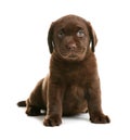 Chocolate Labrador Retriever puppy on white background Royalty Free Stock Photo