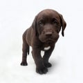 Chocolate labrador retriever puppy with white spot