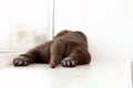 Chocolate Labrador Retriever puppy on windowsill, closeup Royalty Free Stock Photo