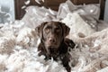 A chocolate Labrador Retriever sits in a pile of feathers. AIG51A Royalty Free Stock Photo